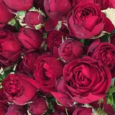 Саженцы роз РЕД БАБЛС спрей  Саженцы роз РЕД БАБЛС спрей в Коломне