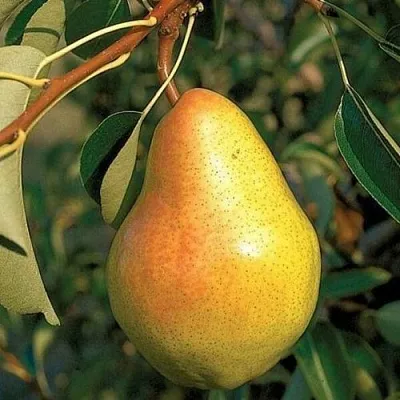 Груша ВЕЛЕСА  Груша ВЕЛЕСА в Коломне