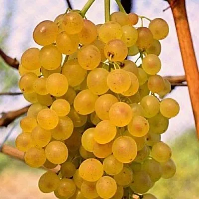 Виноград КИШМИШ КОКТЕЙЛЬ  Виноград КИШМИШ КОКТЕЙЛЬ в Коломне