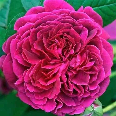 Саженцы роз ВИЛЬЯМ ШЕКСПИР английская  Саженцы роз ВИЛЬЯМ ШЕКСПИР английская в Коломне