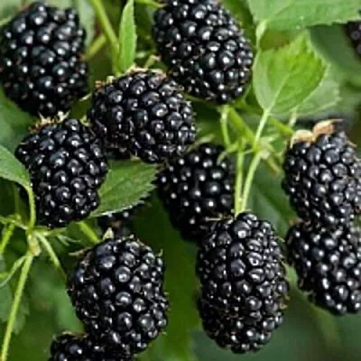 Бесшипная  Бесшипная в Коломне