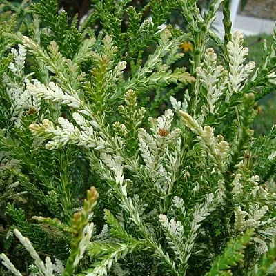 Туевик ВАРИЕГАТА долотовидный   Туевик ВАРИЕГАТА долотовидный  в Коломне