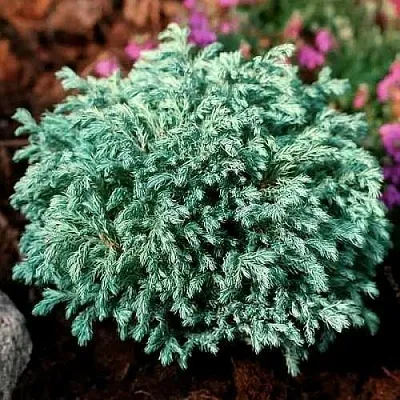 Кипарисовик БЕБИ БЛЮ горохоплодный  Кипарисовик БЕБИ БЛЮ горохоплодный в Коломне