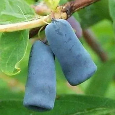 Жимолость съедобная ЗИНРИ в Коломне