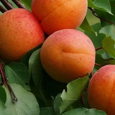 Абрикос ГРАФИНЯ  Абрикос ГРАФИНЯ в Коломне