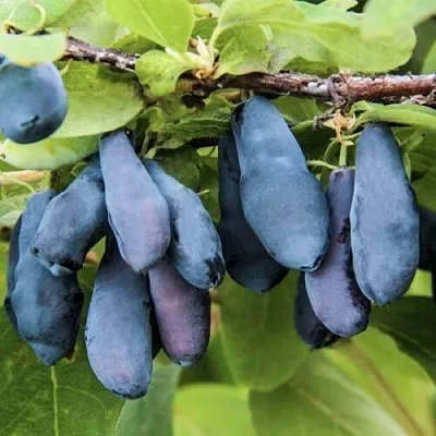 Жимолость съедобная СИБИРЯЧКА в Коломне