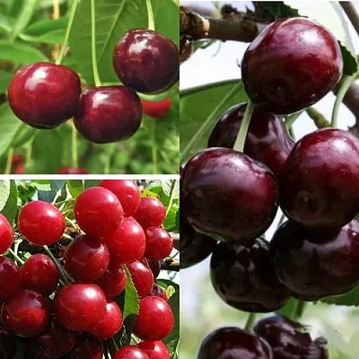 Комплект ВИШНЕВЫЙ САД в Коломне