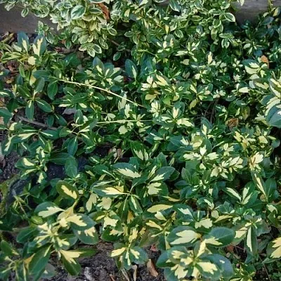 Бересклет САНСПОТ форчуна  Бересклет САНСПОТ форчуна в Коломне