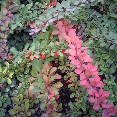 Барбарис ГРИН КАРПЕТ тунберга в Коломне