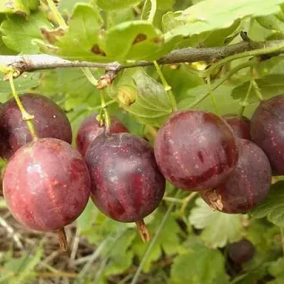 Крыжовник СМЕНА  Крыжовник СМЕНА в Коломне