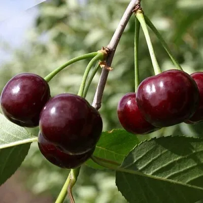 Вишня ЖАДАНА  Вишня ЖАДАНА в Коломне