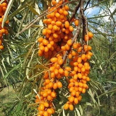 Облепиха НИВЕЛЕНА  Облепиха НИВЕЛЕНА в Коломне