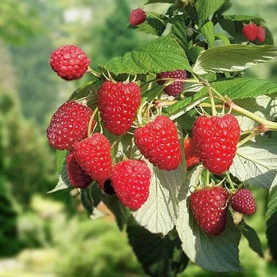 Малина РУБИФОЛ  Малина РУБИФОЛ в Коломне