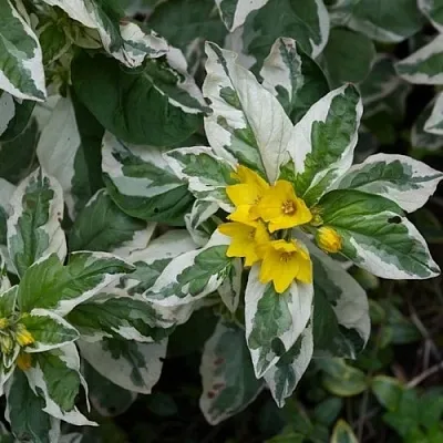 Вербейник АЛЕКСАНДР точечный в Коломне