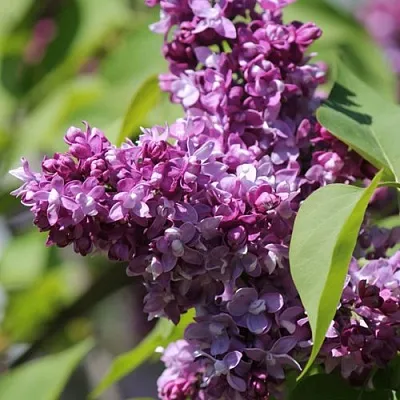 Сирень ИЗОБИЛИЕ  Сирень ИЗОБИЛИЕ в Коломне