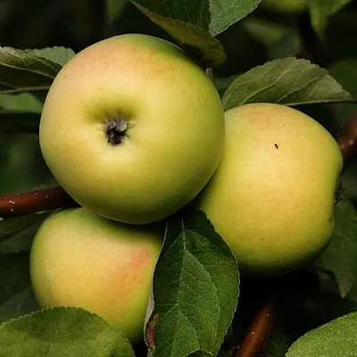 Яблоня ДАНИЛА  Яблоня ДАНИЛА в Коломне