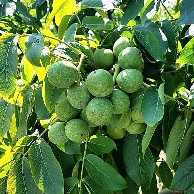 Грецкий орех  ИЗЯЩНЫЙ в Коломне