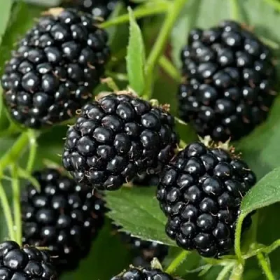 Ежевика ТРИПЛ КРАУН бесшипная  Ежевика ТРИПЛ КРАУН бесшипная в Коломне