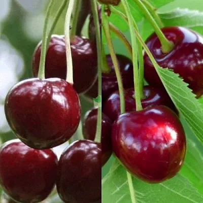 Комплект ВИШНЕВЫЙ ТАНДЕМ в Коломне