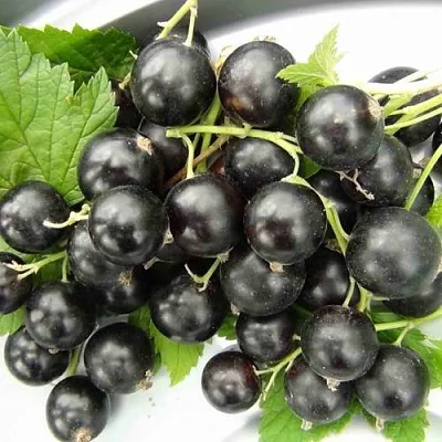 Смородина черная ТИТАНИЯ в Коломне