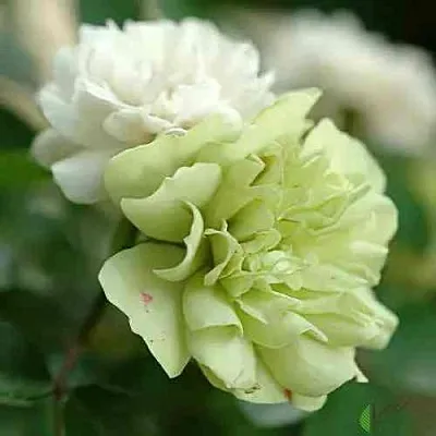 Саженцы роз ГРИН АЙС миниатюрная в Коломне