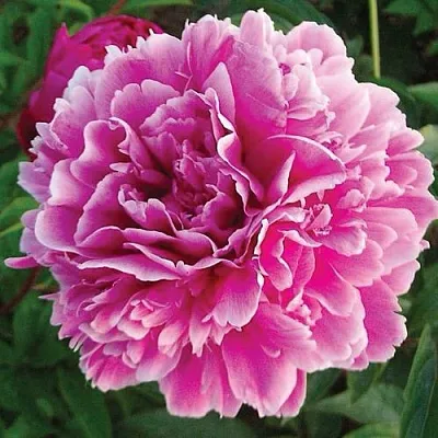 Пион ПУРПУРНАЯ ФЕЕРИЯ травянистый  Пион ПУРПУРНАЯ ФЕЕРИЯ травянистый в Коломне