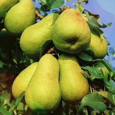 Груша НЕЖНОСТЬ колонновидная	  Груша НЕЖНОСТЬ колонновидная	 в Коломне