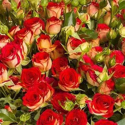 Саженцы роз РУБИЭЛЛА спрей  Саженцы роз РУБИЭЛЛА спрей в Коломне