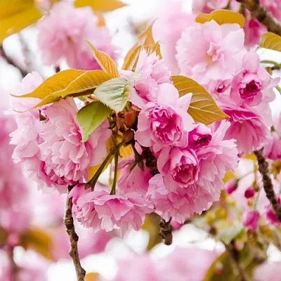 Сакура КАНЗАН  Сакура КАНЗАН в Коломне