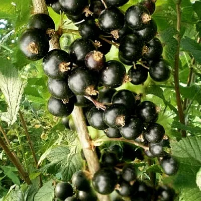 Смородина черная БЕН ТИРЕН  Смородина черная БЕН ТИРЕН в Коломне