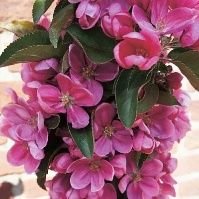 Яблоня ЗЕЛЁНЫЙ БУКЕТ декоративная  Яблоня ЗЕЛЁНЫЙ БУКЕТ декоративная в Коломне