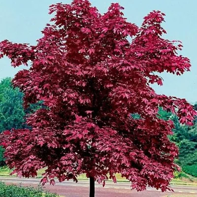 Клен КРИМСОН КИНГ остролистный  Клен КРИМСОН КИНГ остролистный в Коломне