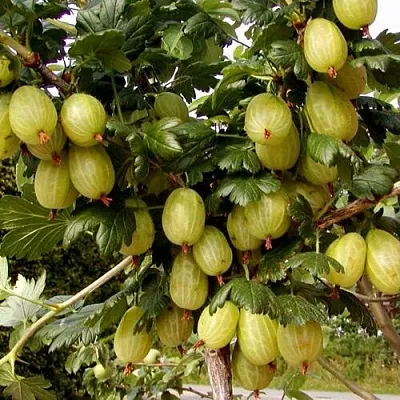 Крыжовник ИНВИКТА  Крыжовник ИНВИКТА в Коломне