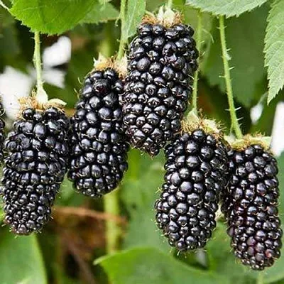 Ежевика КАРАКА БЛЭК  Ежевика КАРАКА БЛЭК в Коломне