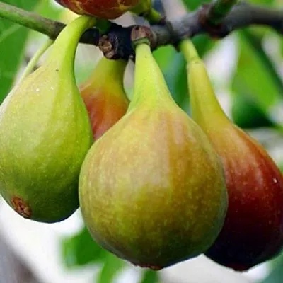 Инжир ДАЛМАТСКИЙ  Инжир ДАЛМАТСКИЙ в Коломне