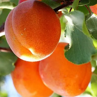 Абрикос  Абрикос в Коломне