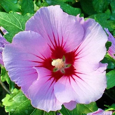 Гибискус ПИНК ФЛИРТ сирийский  Гибискус ПИНК ФЛИРТ сирийский в Коломне