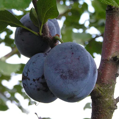 Слива ВЕНГЕРКА БЕЛОРУССКАЯ  Слива ВЕНГЕРКА БЕЛОРУССКАЯ в Коломне