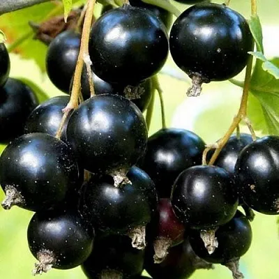 Смородина чёрная СОКРОВИЩЕ в Коломне