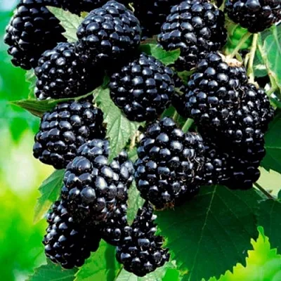 Ежевика ЛОХТЕЙ бесшипная  Ежевика ЛОХТЕЙ бесшипная в Коломне