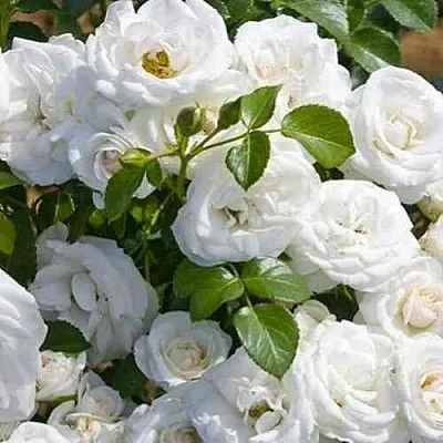 Саженцы роз НЕЖ ДЕ ТЕ мускусная в Коломне