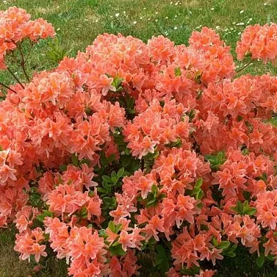 Рододендрон ЯПОНСКИЙ ОРАНЖЕВЫЙ  Рододендрон ЯПОНСКИЙ ОРАНЖЕВЫЙ в Коломне