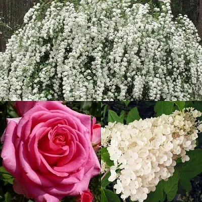 Комплект ВЕЧНАЯ КЛАССИКА в Коломне