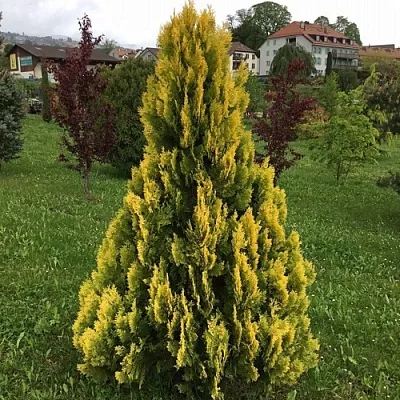 Туя ЕЛЛОУ РИББОН западная  Туя ЕЛЛОУ РИББОН западная в Коломне