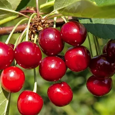 Вишня ЛЮБСКАЯ  Вишня ЛЮБСКАЯ в Коломне