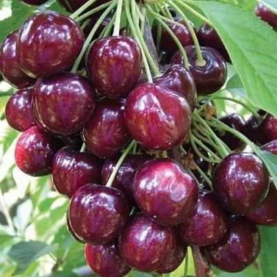 Черешня СЭМ колонновидная  Черешня СЭМ колонновидная в Коломне