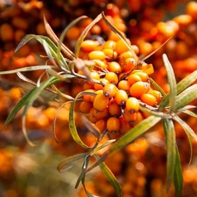 Облепиха ФИНСКАЯ  Облепиха ФИНСКАЯ в Коломне