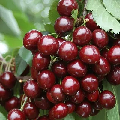 Черешня СИЛЬВИЯ колоновидная  Черешня СИЛЬВИЯ колоновидная в Коломне