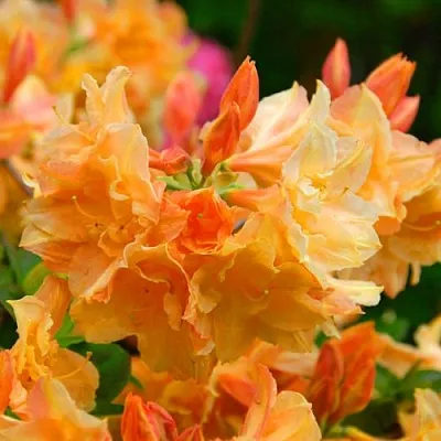 Азалия ЧАРДАШ листопадная в Коломне