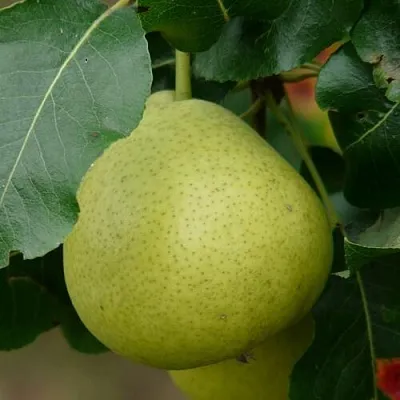 Груша САНРЕМО колонновидная  Груша САНРЕМО колонновидная в Коломне